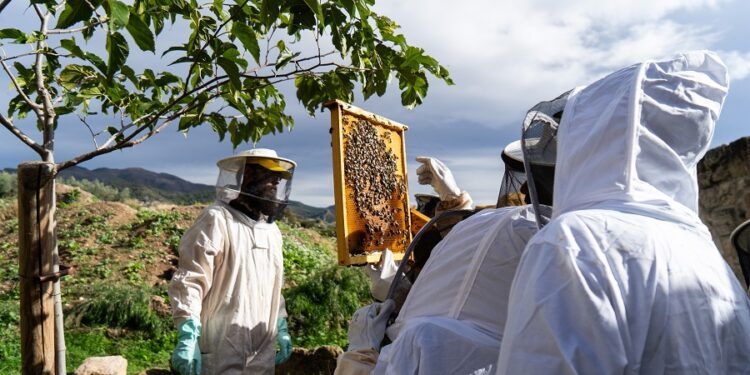 Conociendo a las abejas, un taller familiar de apicultura en la reserva de la biosfera del Alto Turia