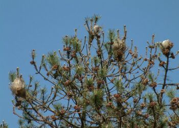 Procesionaria del pino en la Comunitat Valenciana: lo que todo amante de la naturaleza debe saber