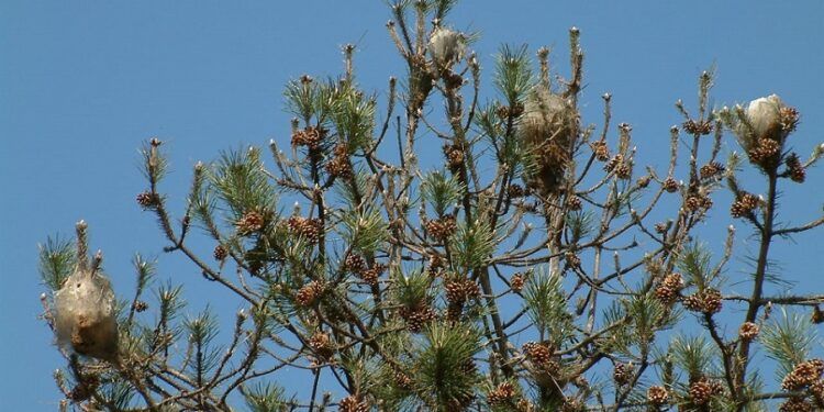 Procesionaria del pino en la Comunitat Valenciana: lo que todo amante de la naturaleza debe saber
