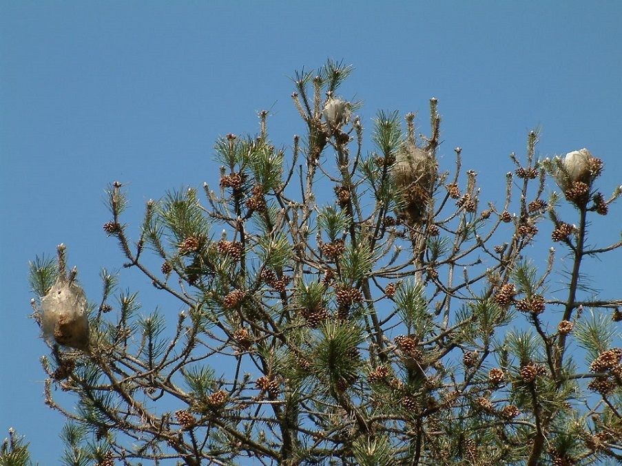 Procesionaria del pino en la Comunitat Valenciana: lo que todo amante de la naturaleza debe saber