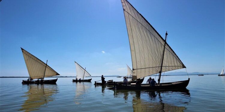 Las exhibiciones de vela latina regresan al Parque Natural de la Albufera de Valencia