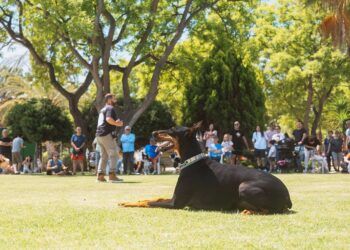 Regresa el Guau Canet Fest, la mayor feria canina de la Comunitat Valenciana