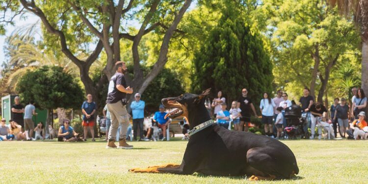 Regresa el Guau Canet Fest, la mayor feria canina de la Comunitat Valenciana