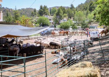 Andilla volverá a reunir gastronomía, tradición pastoril y trashumancia en una jornada única en plena Serranía