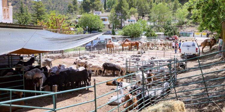 Andilla volverá a reunir gastronomía, tradición pastoril y trashumancia en una jornada única en plena Serranía