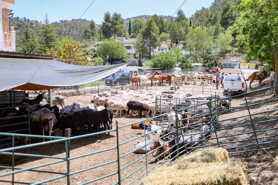 Andilla volverá a reunir gastronomía, tradición pastoril y trashumancia en una jornada única en plena Serranía