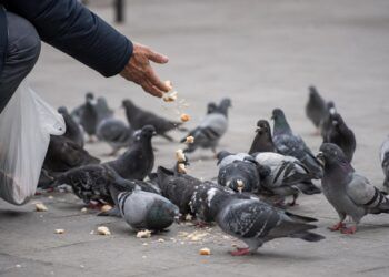 Valencia multará con hasta 3.000 euros por dar de comer a las palomas en la calle
