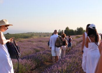 La Floración de la Lavanda 2026 en Ademuz llega en julio con visitas guiadas, mercado temático y jornadas gastronómicas