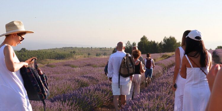 La Floración de la Lavanda 2026 en Ademuz llega en julio con visitas guiadas, mercado temático y jornadas gastronómicas