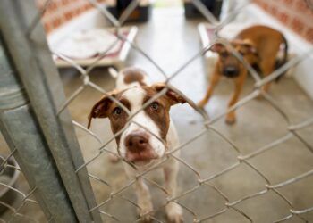 Modepran pierde el refugio de animales de Valencia tras más de 15 años: el Ayuntamiento adjudica el servicio a una UTE