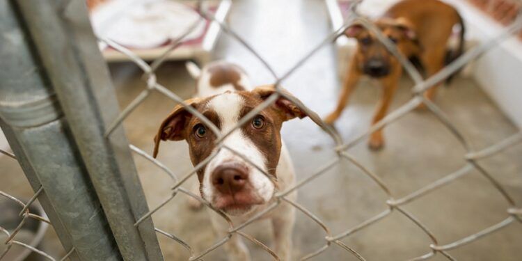 Modepran pierde el refugio de animales de Valencia tras más de 15 años: el Ayuntamiento adjudica el servicio a una UTE