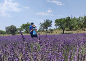 Descubre los campos de lavanda de Els Ports, una experiencia en Castellón que combina paisajes en flor, gastronomía y tradición