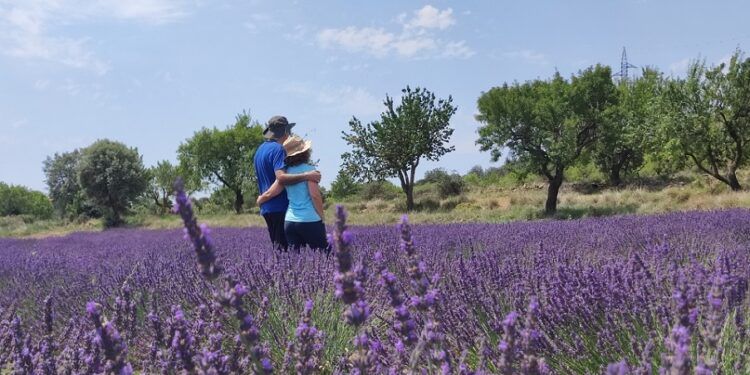 Descubre los campos de lavanda de Els Ports, una experiencia en Castellón que combina paisajes en flor, gastronomía y tradición