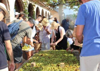 Ròtova revive la tradición de la pansa en la 6a Festa de l’Escaldà con una semana de actividades antes de la gran jornada