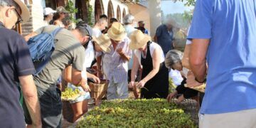 Ròtova revive la tradición de la pansa en la 6a Festa de l’Escaldà con una semana de actividades antes de la gran jornada