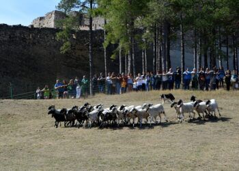 La Feria de Morella celebra 788 ediciones con ganado, tradiciones vinculadas al campo y actividades durante todo un fin de semana