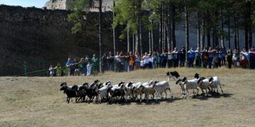 La Feria de Morella celebra 788 ediciones con ganado, tradiciones vinculadas al campo y actividades durante todo un fin de semana