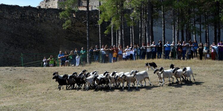 La Feria de Morella celebra 788 ediciones con ganado, tradiciones vinculadas al campo y actividades durante todo un fin de semana