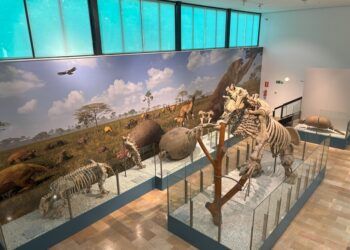 Imagen de la Sala Rodrigo Botet de El Paleontològic-Museu de Col·leccions Naturals de Valencia. Foto de www.visitvalencia.com
