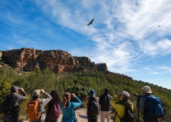 El Festival de los Buitres de Tuéjar vuelve con rutas, talleres y actividades de naturaleza, algunas de ellas gratuitas