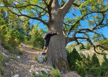 El Barranc dels Horts, un espectacular bosque monumental de carrascas y grandes robles valencianos centenarios
