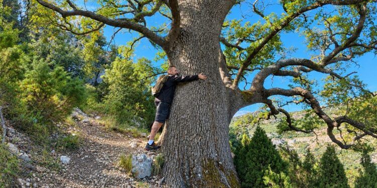 El Barranc dels Horts, un espectacular bosque monumental de carrascas y grandes robles valencianos centenarios
