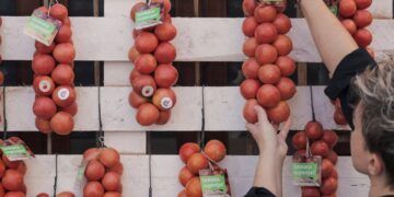 La gran fiesta de la Tomata de Penjar vuelve este fin de semana a Alcalà de Xivert con dos días de gastronomía y actividades