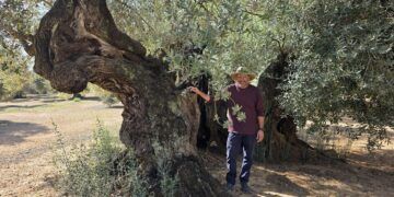 El Olivo de Sinfo, la premiada olivera de Castellón que podría superar los 2.000 años de historia