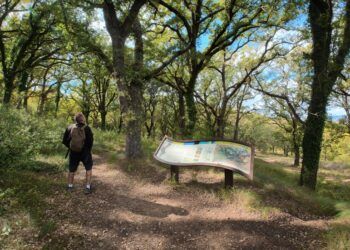 La ruta botánica del Rivet de Benassal, un sencillo paseo por uno de los bosques más bellos del Alt Maestrat