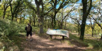 La ruta botánica del Rivet de Benassal, un sencillo paseo por uno de los bosques más bellos del Alt Maestrat