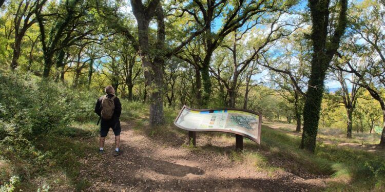 La ruta botánica del Rivet de Benassal, un sencillo paseo por uno de los bosques más bellos del Alt Maestrat